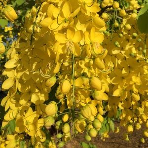 Meet your Posher, Deb